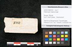 Foto (Objekt + Etikett) von Sideroxylon hepios Unger (NHMW-GEO-2024-0188-8162)